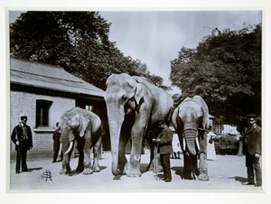 Jumbo the Elephant at London Zoo, 1870s